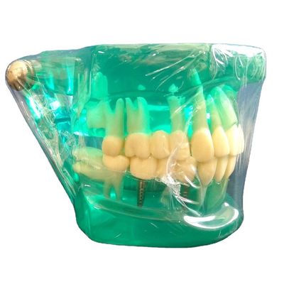 DTC Ortodoncia Dental Typodont Brackets Modelo hecho a medida para manual y OEM