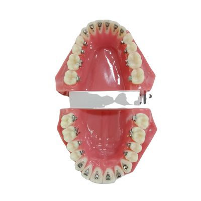 DTC Ortodoncia Dental Typodont Brackets Modelo hecho a medida para manual y OEM
